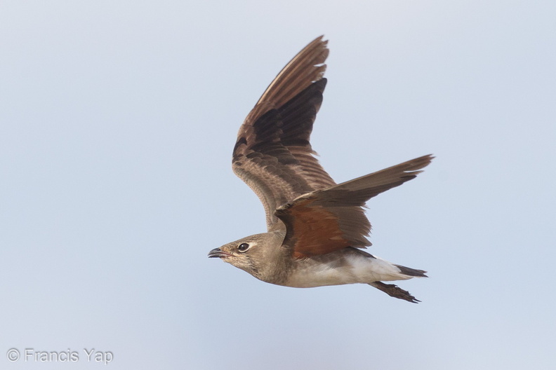 Oriental_Pratincole-161212-107EOS1D-F1X29262-W.jpg