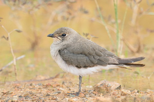 Oriental Pratincole-191015-100MSDCF-FYP09268-W.jpg