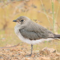 Oriental_Pratincole-191015-100MSDCF-FYP09268-W.jpg