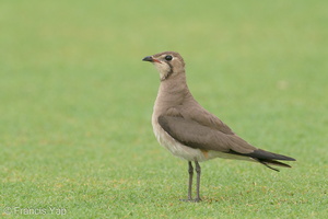 Oriental Pratincole-191209-107MSDCF-FYP03680-W.jpg