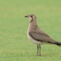 Oriental_Pratincole-191209-107MSDCF-FYP03680-W.jpg