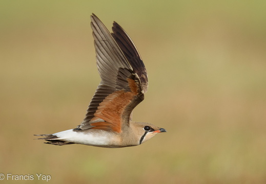 Oriental Pratincole