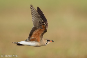 Oriental Pratincole-210311-104MSDCF-FRY03478-W.jpg