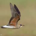Oriental_Pratincole-210311-104MSDCF-FRY03478-W.jpg