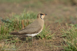 Oriental Pratincole-210311-104MSDCF-FRY03641-W.jpg