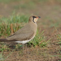 Oriental_Pratincole-210311-104MSDCF-FRY03641-W.jpg