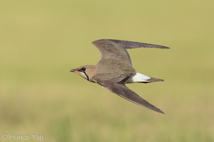 Oriental Pratincole-210311-104MSDCF-FRY04431-W.jpg