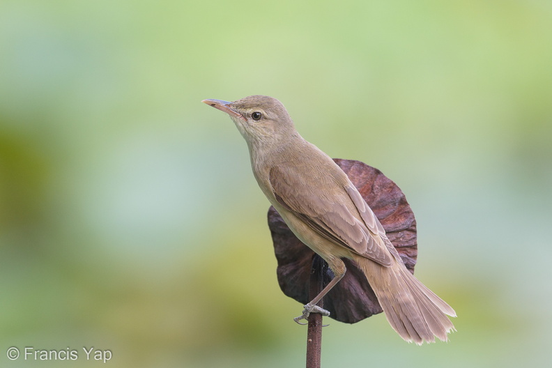 Oriental_Reed_Warbler-190504-117ND500-FYP_0862-W.jpg