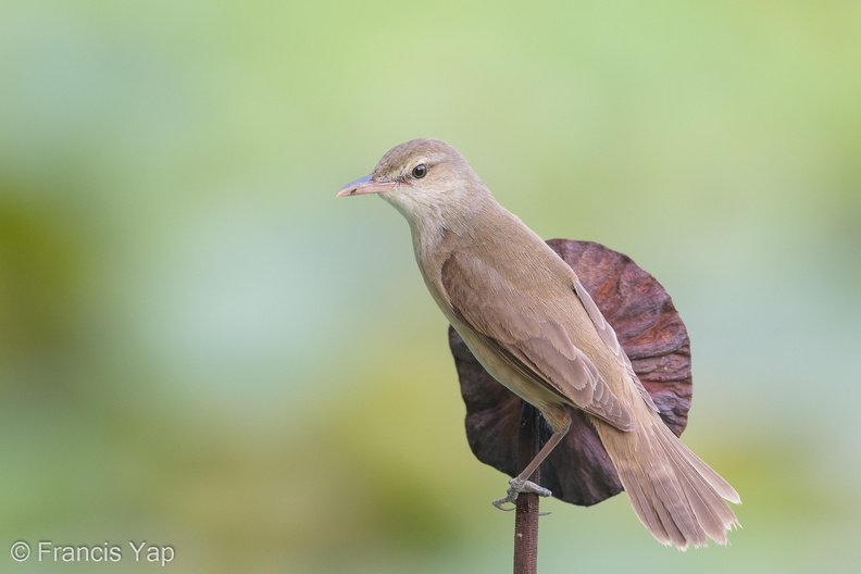 Oriental_Reed_Warbler-190504-117ND500-FYP_0880-W.jpg