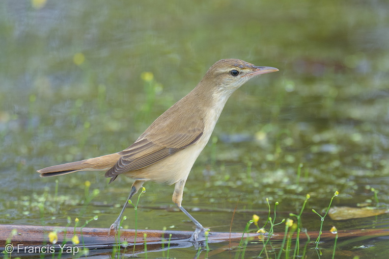 Oriental_Reed_Warbler-251125-136FRYAP-FYA00064-W.jpg