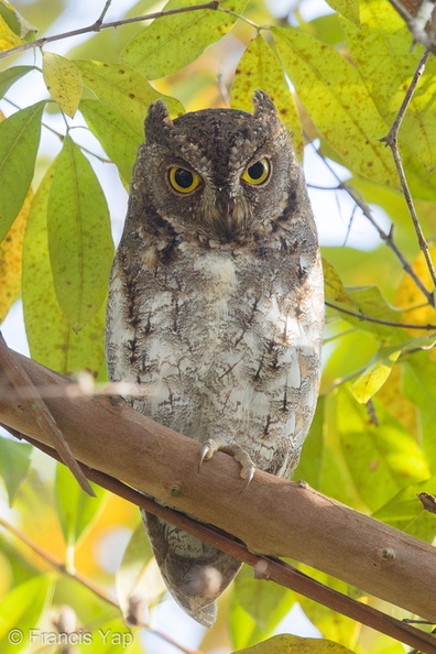 Oriental_Scops_Owl-170111-109EOS1D-F1X20989-W.jpg