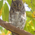 Oriental_Scops_Owl-170111-109EOS1D-F1X20989-W.jpg