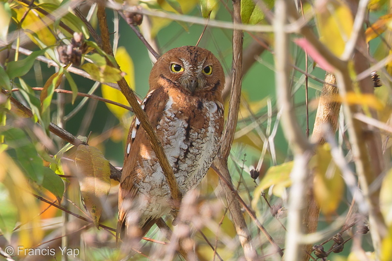 Oriental_Scops_Owl-170111-109EOS1D-F1X21852-W.jpg