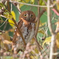 Oriental_Scops_Owl-170111-109EOS1D-F1X21852-W.jpg