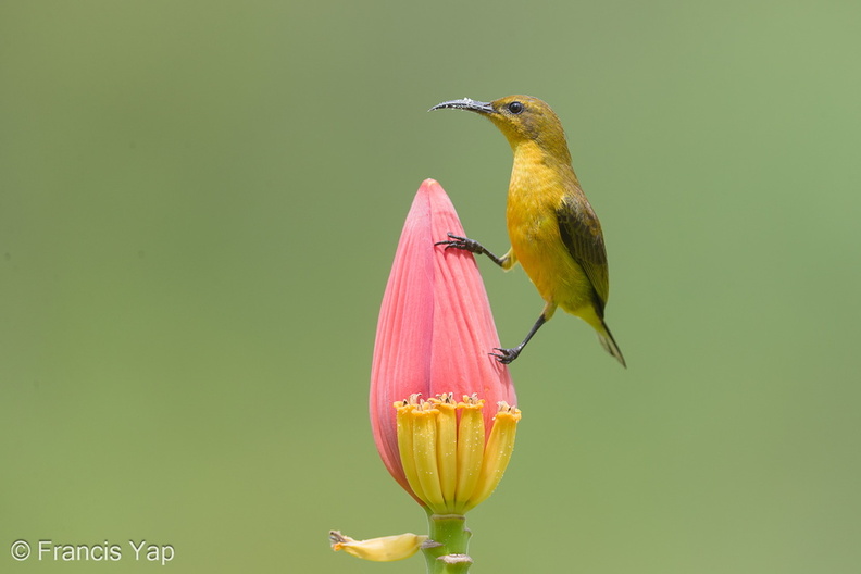 Ornate_Sunbird-140119-113EOS1D-FY1X1301-W.jpg