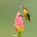 Ornate_Sunbird-140119-113EOS1D-FY1X1301-W.jpg