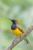 Ornate Sunbird-171230-107ND500-FYP_1763-W.jpg