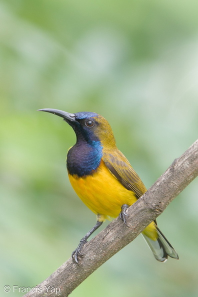 Ornate_Sunbird-171230-107ND500-FYP_1763-W.jpg