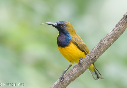 Ornate Sunbird