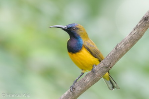 Ornate Sunbird-171230-107ND500-FYP_1780-W.jpg