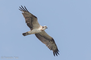 Osprey-160330-103EOS7D-FY7D3821-W.jpg