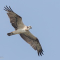 Osprey-160330-103EOS7D-FY7D3821-W.jpg