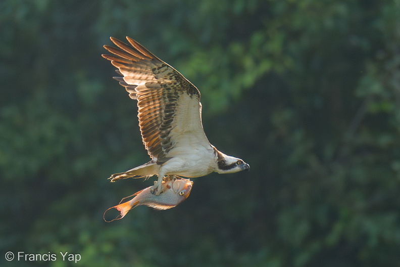 Osprey-210217-131MSDCF-FYP02973-W.jpg