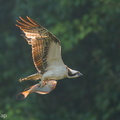 Osprey-210217-131MSDCF-FYP02973-W.jpg