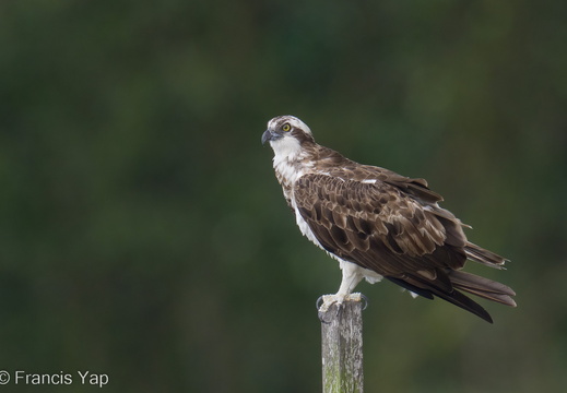 Osprey