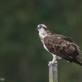 Osprey-221207-160MSDCF-FYP00770-W.jpg