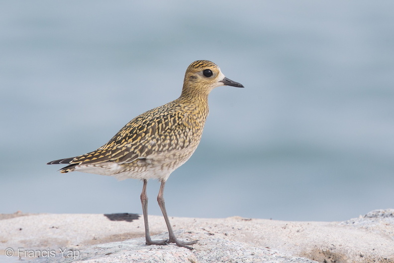 Pacific_Golden_Plover-161024-106EOS1D-F1X22771-W.jpg