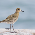 Pacific_Golden_Plover-161024-106EOS1D-F1X22771-W.jpg