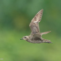 Pacific_Golden_Plover-200912-117MSDCF-FYP06136-W.jpg