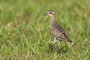 Pacific Golden Plover-220917-154MSDCF-FYP03999-W.jpg