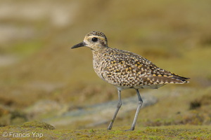 Pacific Golden Plover-260324-166FRYAP-FYA03492-W.jpg