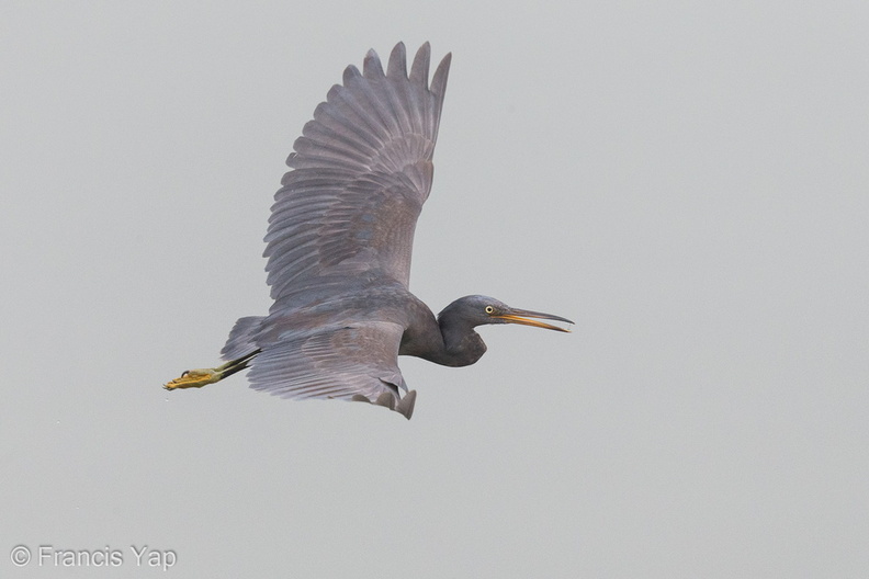 Pacific_Reef_Heron-120919-101EOS1D-FY1X7540-W.jpg