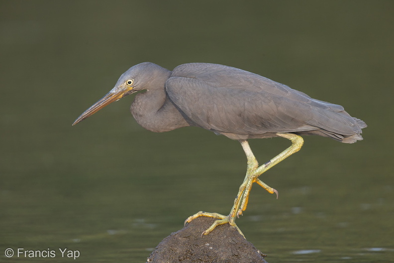 Pacific_Reef_Heron-140915-118EOS1D-FY1X1256-W.jpg