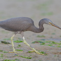 Pacific_Reef_Heron-140915-118EOS1D-FY1X1483-W.jpg