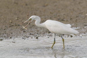 Pacific Reef Heron-200906-117MSDCF-FYP03138-W.jpg