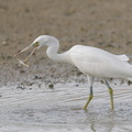Pacific_Reef_Heron-200906-117MSDCF-FYP03138-W.jpg