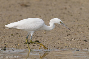 Pacific Reef Heron-200906-117MSDCF-FYP03214-W.jpg