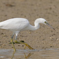 Pacific_Reef_Heron-200906-117MSDCF-FYP03214-W.jpg