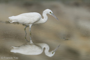 Pacific Reef Heron-211003-121MSDCF-FRY08076-W.jpg