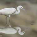 Pacific_Reef_Heron-211003-121MSDCF-FRY08076-W.jpg