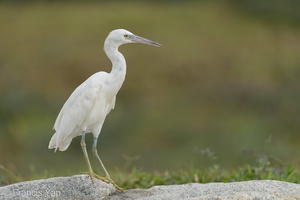 Pacific Reef Heron-211003-121MSDCF-FRY08508-W.jpg