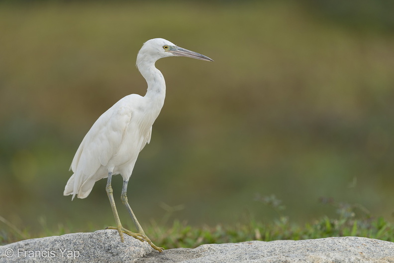 Pacific_Reef_Heron-211003-121MSDCF-FRY08508-W.jpg