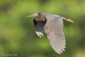 Pacific Reef Heron-220917-154MSDCF-FYP03538-W.jpg