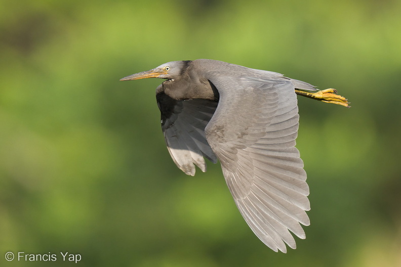 Pacific_Reef_Heron-220917-154MSDCF-FYP03538-W.jpg