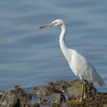 Pacific_Reef_Heron-240430-226MSDCF-FYP07409-W.jpg