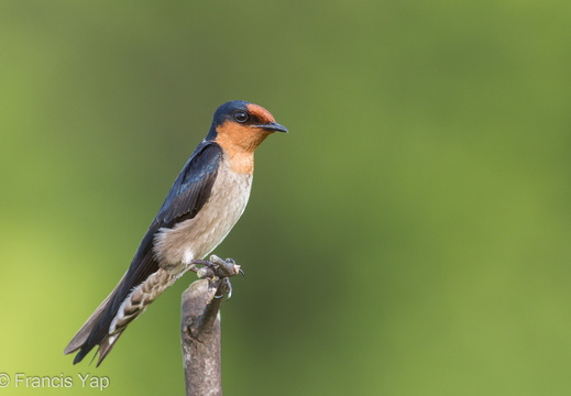 Pacific Swallow